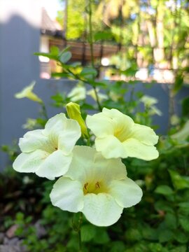 Ganges Primrose flowers has yellowish white color.