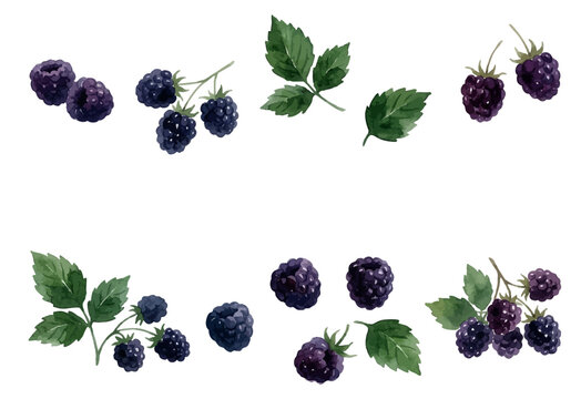 Watercolor-style fresh blackberry illustration, ripe dark berry with green leaf／ブラックベリー