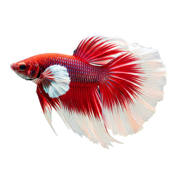 A vibrant betta fish with striking red and blue fins swimming gracefully in a clear tank isolated on white background