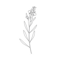 Fototapeta premium Elegant black and white line art botanical illustration isolated on white background
