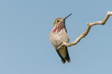 Fototapeta premium Calliope hummingbird 