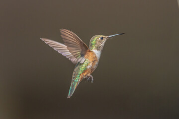 Fototapeta premium hummingbird in flight