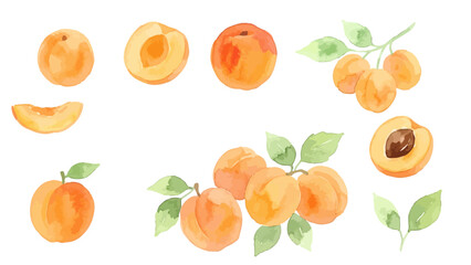 Obraz premium Watercolor-style fresh apricot illustration, ripe fruit with soft orange texture／アプリコット 杏