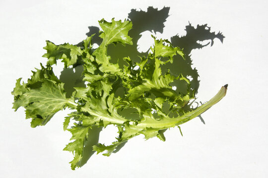 chicory leaf isolated white background.