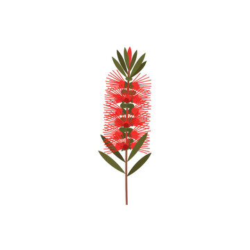 Vibrant red bottlebrush flower illustration isolated on white background
