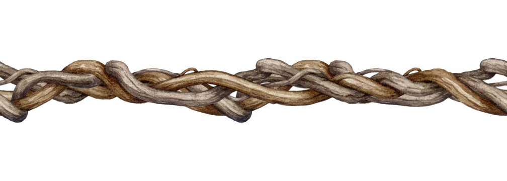 Twisted vine seamless border decor element on white background. Vintage style liana branch stem element hand drawn watercolor illustration. Natural decor botanical twisted vine creeper border