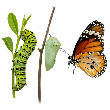 The transformation of a caterpillar into a butterfly through its chrysalis stage isolated on white background