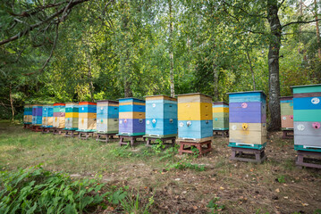 Many colorful wooden beehives on a forest glade during a sunny summer day. Rows of beehives on stands in the forest during honey harvest reflecting the concept of mobility and productivity © Vitalii