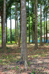 Obraz premium Sal trees forest close up portrait