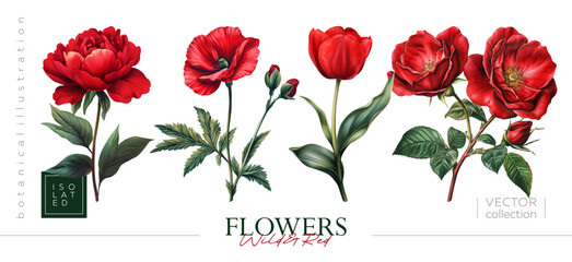 Stunning collection of beautiful red flowers: poppy, peony, tulip and rose. Illustrations in the style of vintage painting and botanical illustration © Nadin_Koryukova