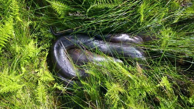 A dark anaconda is seen resting within lush green ferns in Casanare, Colombia. The scene captures nature's rich textures and colors.