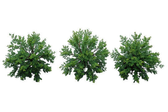 Green trees from top view for architectural planning and landscape design with transparent background