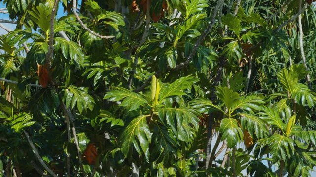 Breadfruit (Artocarpus altilis) is a species of flowering tree in the mulberry and jackfruit family (Moraceae). Puʻukoholā Heiau National Historic Site,  The Big Island (Hawaiʻi Island).