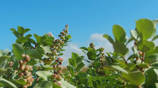 Vitex rotundifolia, the roundleaf chastetree or beach vitex, is a species of flowering plant in the sage family Lamiaceae. Puʻukoholā Heiau National Historic Site,  The Big Island (Hawaiʻi Island).