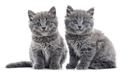 Obraz premium Two adorable gray kittens