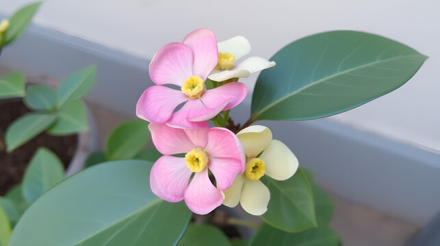 Monadenium guentheri var. mammllare PRO Bally. EUPHORBIACEAE.