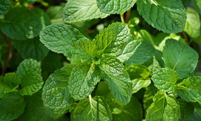 Fresh mint leaf in garden  © Chaaim
