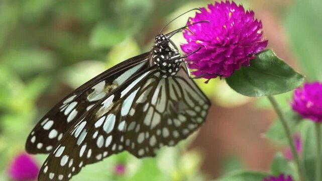 Breathtaking view of Dark Glassy Tiger Butterfly. Pollinator on Purple Globe Amaranth Flower, searching for  flower juice and food. 