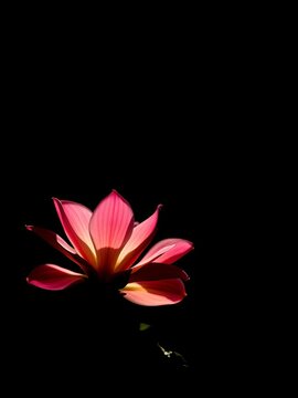 Sun-drenched petals emerge from umbral shadows A vibrant promise against the fading canvas ,  element,  abstract