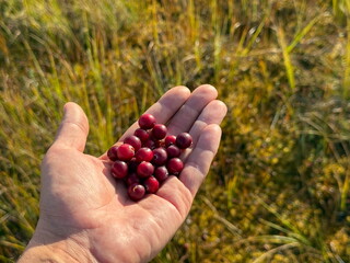 Fresh Wild Lingonberries in Hand &ndash; Foraging Berries in Northern Forest Nature Close-Up