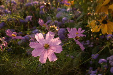 Fototapeta premium Flowers at Versailles on summer night