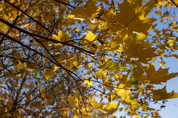 maples hanging on the branches of a tree during the autumn fall, the beautiful foliage of maples in bright sunny weather in the autumn against the background of the blue sky