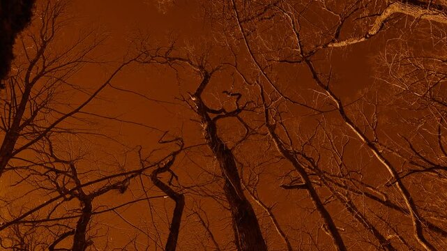 Looking up into a group of leafless large trees that are moving in the wind a forest scene in a monochromatic surreal red filter