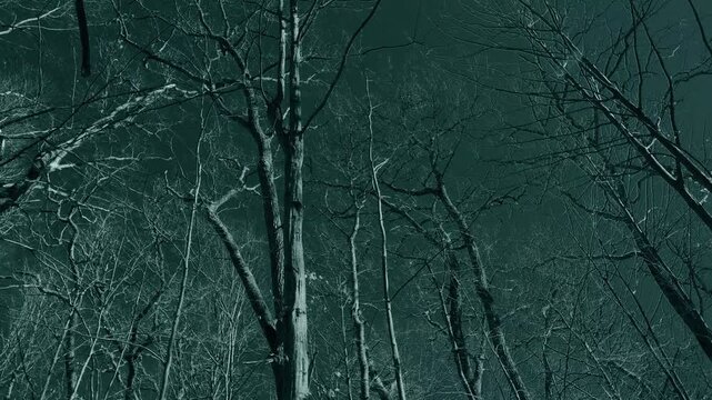 Looking up into a group of leafless large trees that are moving in the wind a forest scene in a monochromatic surreal green filter