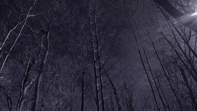 Looking up into a group of leafless large trees that are moving in the wind a forest scene in a monochromatic surreal filter