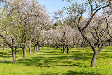 Fototapeta premium Madrid, Spain - March 02, 2026: people walking or resting in the public park called Quinta de los Molinos with the almond trees in bloom in Madrid, Spain