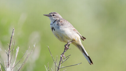 Obraz premium red backed shrike on branch