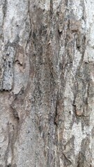 Obraz premium A close-up shot of rough, weathered tree bark featuring natural ridges, cracks, and a mix of grey and brown earthy tones.