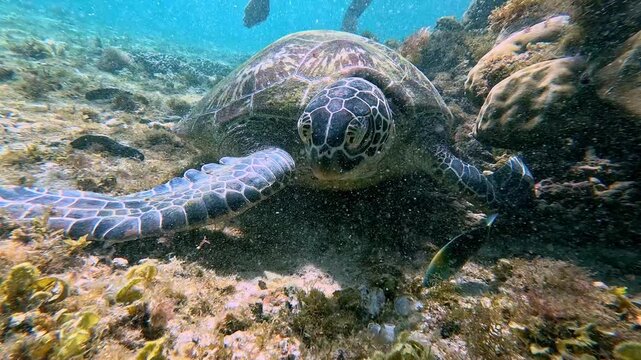 Close up to a green sea turtle (Chelonia mydas) busy eating algae on the sea floor while a slingjaw wrasse (Epibulus insidiator) hides underneath it in a sunlit underwater scene in Apo Island, Dauin