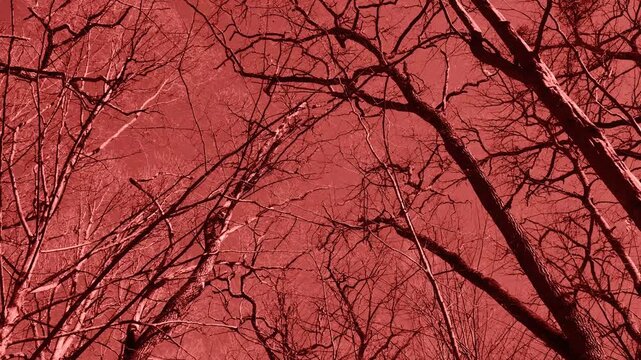 Looking up into a group of leafless large trees that are moving in the wind a forest scene in a monochromatic surreal red filter