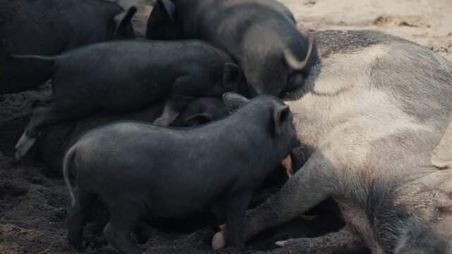 Black piglets nursing from mother sow