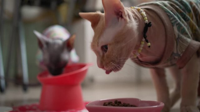 Adorable ginger sphynx cat in a colorful shirt eating dry pet food from a heart-shaped bowl, while another hairless feline eats from a red bowl in the blurred background at home