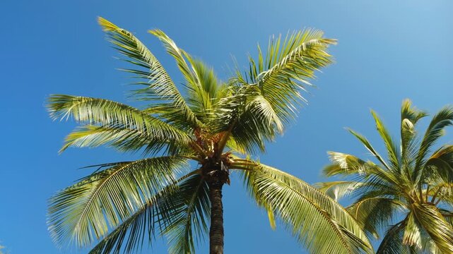 The coconut (Cocos nucifera) is a member of the palm family (Arecaceae) and the only living species of the genus Cocos. Puʻukoholā Heiau National Historic Site,  The Big Island (Hawaiʻi Island). Pelek