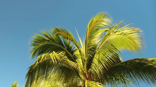 The coconut (Cocos nucifera) is a member of the palm family (Arecaceae) and the only living species of the genus Cocos. Puʻukoholā Heiau National Historic Site,  The Big Island (Hawaiʻi Island). Pelek