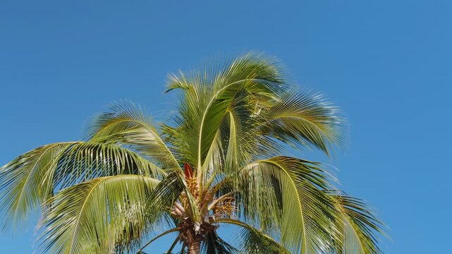 The coconut (Cocos nucifera) is a member of the palm family (Arecaceae) and the only living species of the genus Cocos. Puʻukoholā Heiau National Historic Site,  The Big Island (Hawaiʻi Island). Pelek