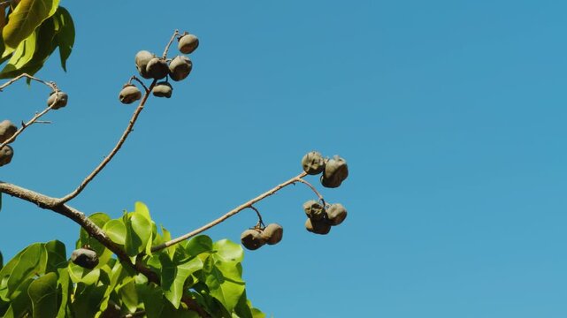 Dried fruit of Thespesia populnea, portia tree, Pacific rosewood, Indian tulip tree, or milo. mallow family, Malvaceae. Puʻukoholā Heiau National Historic Site, The Big Island (Hawaiʻi Island).

