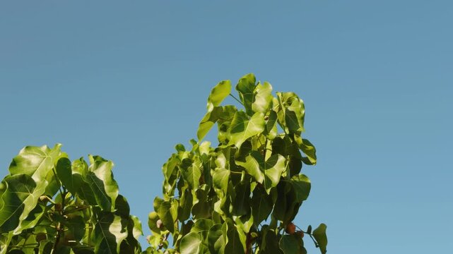 Thespesia populnea, portia tree, Pacific rosewood, Indian tulip tree, or milo. mallow family, Malvaceae. Puʻukoholā Heiau National Historic Site, The Big Island (Hawaiʻi Island).