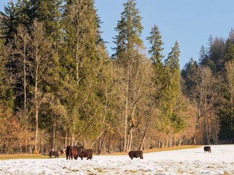 Bovins Galloway en Allemagne (Bos taurus) &agrave; toison hivernale noire, fauve et brune, adapt&eacute;s au froid se nourrissant d'herbe dans une prairie enneig&eacute;e de Haute Bavi&egrave;re
