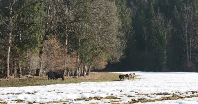 P&acirc;turage bavarois avec diverses races bovines. Des Galloway dociles &agrave; la robe fauve et brun jaun&acirc;tre, aux poils longs, c&ocirc;toyant une Montb&eacute;liarde rouge et blanche &agrave; la t&ecirc;te, ventre et pattes blanches.
