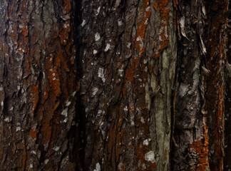 Obraz premium wood texture in high contrast and good resolution