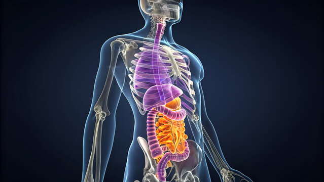3D Anatomy Illustration of Human Digestive Organs Anatomy Medical Illustration