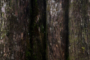 Obraz premium wood texture in high contrast and good resolution