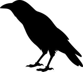 Fototapeta premium Black Crow Silhouette Vector Isolated on White Background