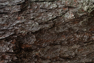 wood texture in high contrast and good resolution