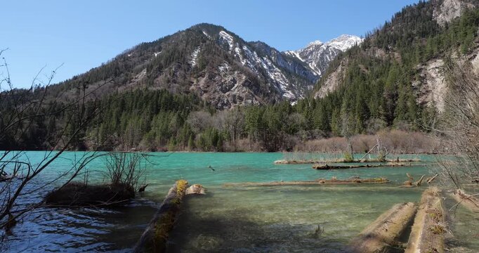 Pristine turquoise water of a lake flowing gently around submerged logs, set against a backdrop of snow capped mountains and dense pine forest in the Jiuzhaigou Valley on a sunny day