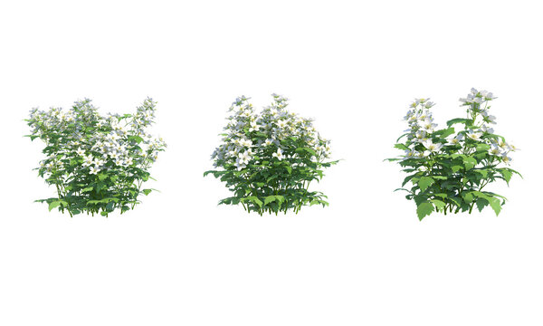 Rubus caesius png alpha channel flower set